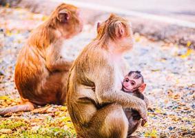 família de macacos e mãe e bebê animais selvagens na natureza.