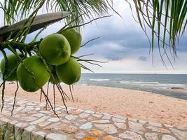 grupo de frutas orgânicas de coco verde pendurado na praia de areia de árvore de galho. suco de água bebida saudável. foto