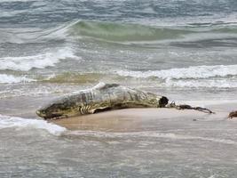 tubarão deitado na praia de areia morto e decadência de corte de barbatana. danos de peixes de rocha cinzenta no mar.