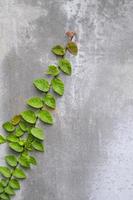 verde e res ficus pumila ivy planta deixa adesão de tijolos de parede branca com fundo de cimento cinza e espaço de cópia. foto