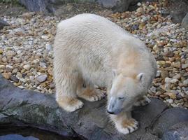 urso pardo mamífero animal foto