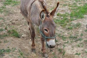burro ou asno domesticado - animalia cordata mamífero perissod foto