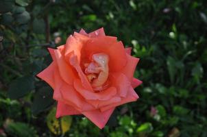 uma rosa - videira de arbusto de flor perene do gênero rosa rosaceae foto