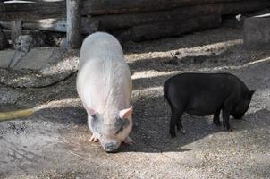 reino porco animalia, filo cordata, classe mamífero theria eut foto