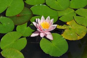 flor de nenúfar rosa foto