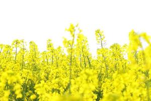 Prado de planta de colza, campo agrícola de flor foto