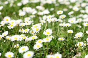 Prado de flores de margarida selvagem, fundo de natureza selvagem foto