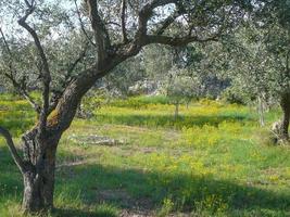 oliveira olea europaea espécie de pequena árvore da família ole foto