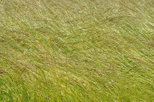 prado de grama verde ou gramado útil como pano de fundo foto