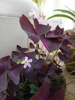 foto de plantas ornamentais de flores de borboleta