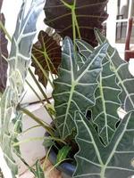 planta ornamental alocasia foto