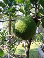 foto de planta de frutas cítricas