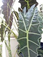 planta ornamental alocasia foto