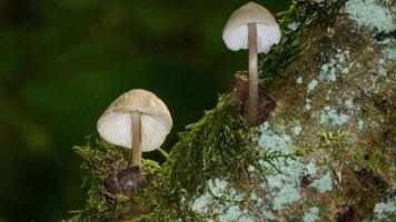 tiro de alto ângulo de cultivo de cogumelos mycena galericulata foto