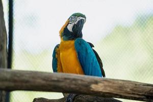 closeup de pássaro bonito de arara e colorido de vida selvagem, arara azul e amarela na árvore, conservação animal e conceito de proteção de ecossistemas. foto