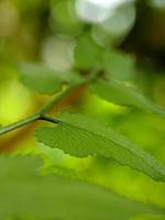 fotos macro, belos detalhes de folhas de plantas naturais