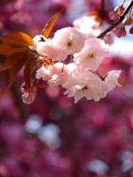 flores de cerejeira foto