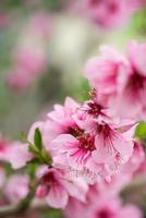 galho de árvore florescendo na primavera com fundo blured