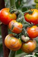 tomates podres foto