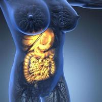 anatomia científica do corpo da mulher com sistema digestivo de brilho foto
