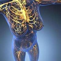 anatomia científica do corpo humano em raio-x com vasos sanguíneos de brilho