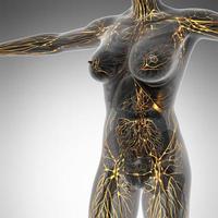 sistema linfático humano com ossos em corpo transparente