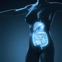 anatomia científica do corpo humano com sistema digestivo de brilho