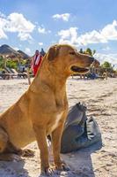 holbox méxico 22 de dezembro de 2021 bolsa de guarda de cachorro marrom bonito na praia holbox méxico. foto