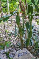 cactos tropicais cactos plantas selva natural porto aventuras méxico. foto