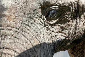 retrato de elefante africano foto