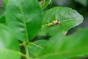 o close up da lagarta verde gorda está subindo na folha de limão verde. ele está comendo um pouco de comida na folha verde no tema natural. torna-se uma pupa antes de crescer para a próxima borboleta. foto