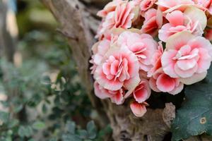 linda flor de kalanchoe no jardim foto