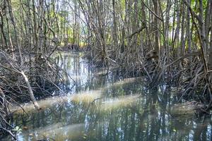 reflexo da floresta de mangue no lago foto