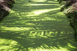 erva daninha verde natural sob a sombra da árvore. foto