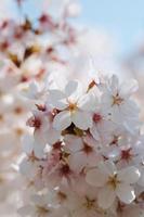 closeup de flores de maçã de cereja branca e rosa