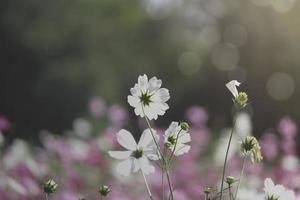 branco cosmos flor florescendo cosmos flor campo, bela vívida natural verão jardim ao ar livre parque imagem. foto