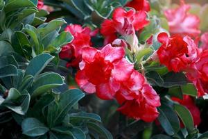 vermelho escuro linda rosa do deserto flor de adenium florescendo no jardim de verão foto