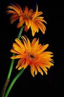 closeup de linda flor gerbera laranja florescendo em fundo preto foto