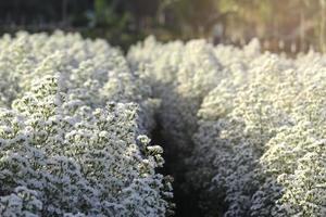 linda flor de cortador branco florescendo em forma de jardim, mae rim, chiang mai, tailândia foto