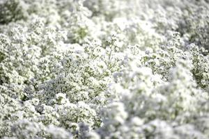 linda flor de cortador branco florescendo em forma de jardim, mae rim, chiang mai, tailândia foto