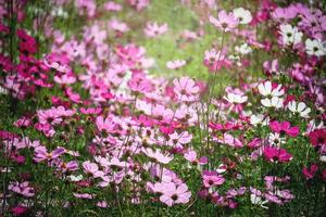 rosa cosmos flor florescendo cosmos flor campo, bela vívida natural jardim de verão ao ar livre imagem do parque. foto