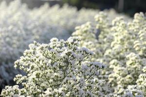 linda flor de cortador branco florescendo em forma de jardim, mae rim, chiang mai, tailândia foto
