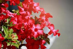 vermelho escuro linda rosa do deserto flor de adenium florescendo no jardim de verão foto