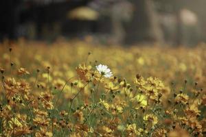 branco cosmos flor florescendo laranja yellowcosmos flor campo, bela vívida natural jardim de verão ao ar livre imagem do parque. o conceito de diferença, excelente, seja você mesmo foto