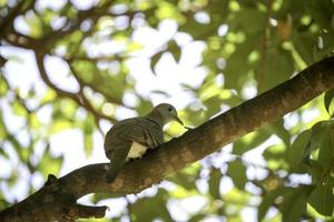 pomba pássaro sentado inquieto em um galho de árvore no jardim verde de verão foto