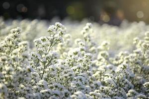 linda flor de cortador branco florescendo em forma de jardim, mae rim, chiang mai, tailândia foto