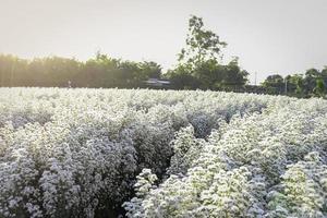 linda flor de cortador branco florescendo em forma de jardim, mae rim, chiang mai, tailândia foto