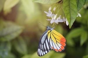 closeup linda borboleta na flor branca de ameixa de água selvagem no jardim de verão, inseto da vida selvagem da borboleta do tigre monarca na natureza foto