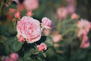 rosas brancas florescendo no jardim de verão, uma das flores mais perfumadas, flores mais cheirosas, lindas e românticas foto