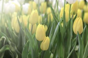 flor de tulipa branca e amarela florescendo no jardim primavera, foco seletivo suave foto